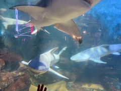 -烟台海昌鲸鲨海洋公园