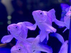 -泰白海鲜烧烤大全