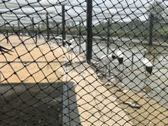 -盐城丹顶鹤湿地生态旅游区