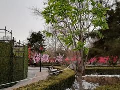 -黄村公园
