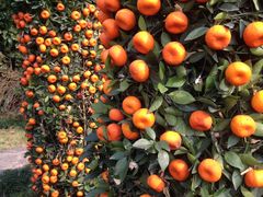 IMG_0166-上海虹桥迎宾馆