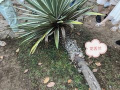 -中国科学院西双版纳热带植物园