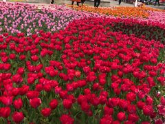-石家庄市植物园