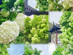 -常熟方塔园