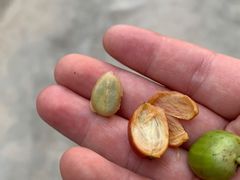 -万兴启丰椰子文化园餐厅