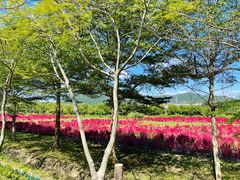 -亚龙湾国际玫瑰谷