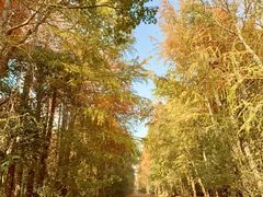 -上海海湾国家森林公园