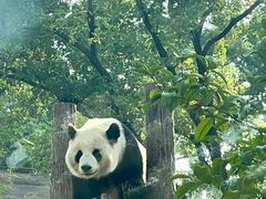 -武汉动物园