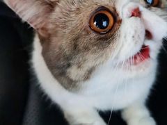 -momokira米努特·德文卷毛猫·棉花面纱犬
