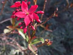 景点-天适樱花悠乐园