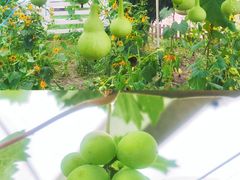 -嘉北郊野公园