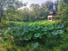 -盆景园(扬州大运河文化旅游度假区)