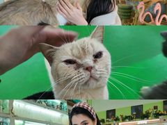 -上海佘山世茂艾美酒店