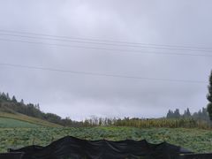 -武陵山森林公园