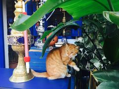 -Sirena海妖日咖夜酒