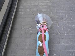 -达爱动物医院·犬猫分区·CT·复杂眼科(远洋山水分院)