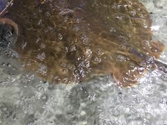 -渔傅·蓝海岸霞浦海鲜(正祥店)