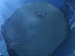 -暹罗海洋世界