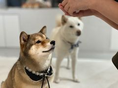 -柴务处·柴犬主题狗咖