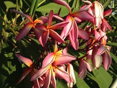 iphone_upload_pic-三亚凤凰水城凯莱度假酒店