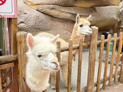 -杭州开元森泊度假乐园