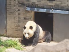 -都江堰中华大熊猫苑