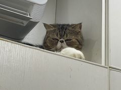 -李小姐の猫咖啡馆(五角场店)