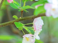 -海棠花溪(元大都城垣遗址公园)