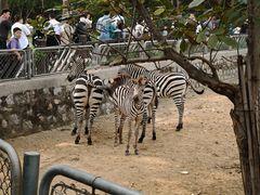 -石家庄市动物园