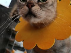 -猫猫幼稚园·撸猫·桌游·电玩