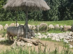 -北京野生动物园