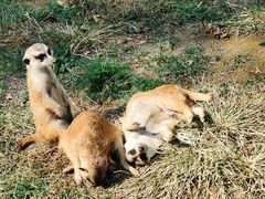 -大连森林动物园