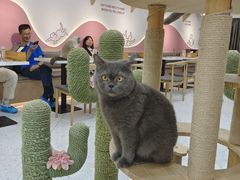 -喵园·猫主题咖啡厅·撸猫·猫咖(国贸店)