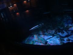 -暹罗海洋世界