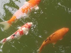 -东部华侨城
