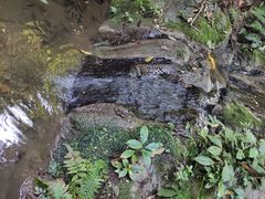 -西双版纳原始森林公园