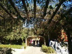 -瑞丽独树成林风景区