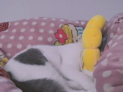 -芭比堂动物医院广州顽皮分院