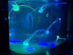 -合肥海洋世界