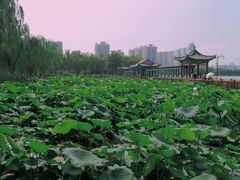 -莲花池公园