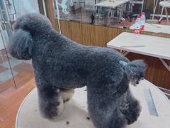 -鑫艺宠物美容培训学校