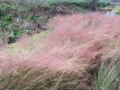 -桤木河湿地公园