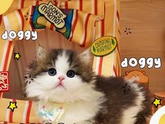 -欣宠猫屋·矮脚拿破仑·蓝金金渐层