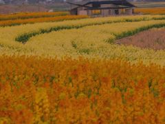 -三圣花乡旅游区