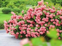 -王借岗森林公园