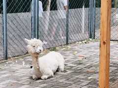 -长白岛森林公园