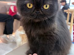 -喵园·猫主题咖啡厅·撸猫·猫咖(国贸店)