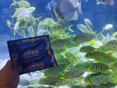-烟台海昌鲸鲨海洋公园