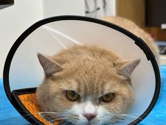-艾贝尔宠物医院·24H转诊中心·肿瘤猫专科(江宁双龙店)