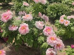 -石家庄市植物园